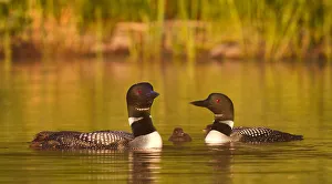 Images Dated 3rd July 2012: Common loon family