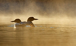 Images Dated 3rd July 2012: Common loon family in fog