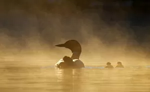 Common loon family in the fog