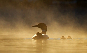 Images Dated 3rd July 2012: Common loon family in the fog