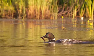 Images Dated 3rd July 2012: Common loon with fish