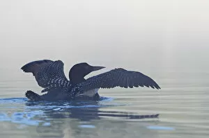 Images Dated 22nd June 2014: Common loon in fog