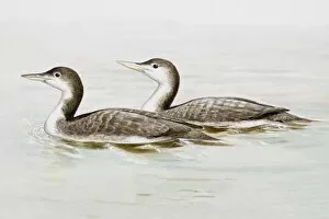 Images Dated 27th June 2007: Common loon (Gavia immer), two birds in the water, side view