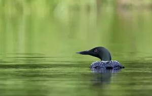 Images Dated 21st June 2014: Common loon and green water