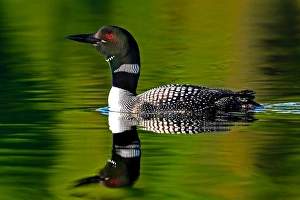 Images Dated 13th August 2011: Common loon in green water
