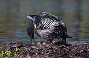 Images Dated 23rd June 2012: Common loon on nest with eggs