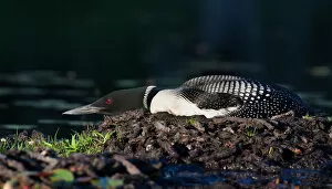 Images Dated 23rd June 2012: Common loon on nest (Gavia immer)