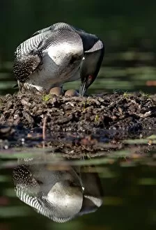 Common loon on nest (Gavia immer)