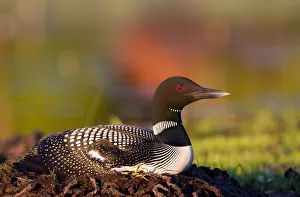 Images Dated 23rd June 2012: Common loon on nest (Gavia immer)