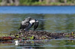 Images Dated 23rd June 2012: Common loon on nest (Gavia immer)