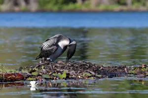 Images Dated 23rd June 2012: Common loon on nest (Gavia immer)