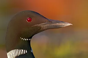 Images Dated 23rd June 2012: Common loon profile