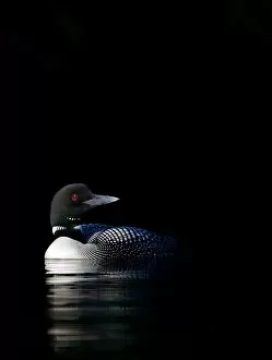 Common loon in shadows
