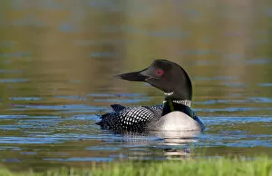 Common loon by the shore (Gavia immer)