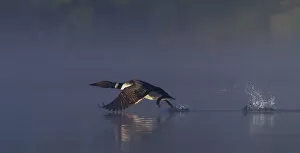 Images Dated 22nd June 2014: Common loon skip