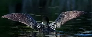 Images Dated 24th June 2012: Common loon spreads her wings