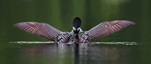 Images Dated 16th June 2013: Wings