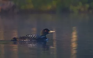 Images Dated 22nd June 2014: Common loon in summer