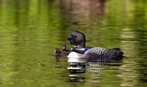 Common loon swims with chicks (Gavia immer)