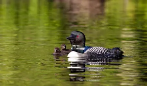 Images Dated 3rd July 2012: Common loon swims with chicks (Gavia immer)