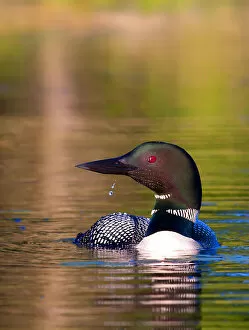 Common loon with water drop