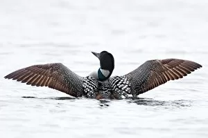 Images Dated 25th June 2014: Common loon wing spread