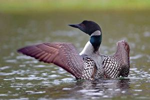 Images Dated 16th June 2013: Common loon wing stretch