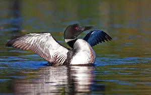 Images Dated 23rd June 2012: Common loon wing stretch
