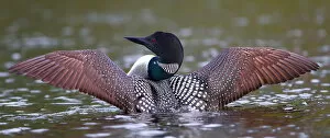 Images Dated 16th June 2013: Common loon wings