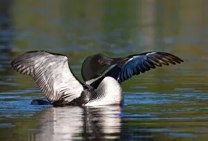 Images Dated 23rd June 2012: Common loon wingspread (Gavia immer)