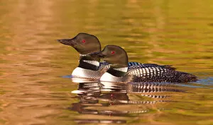 Two Common loons
