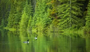 Banff National Park, Canada Gallery: Common Loons