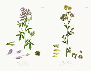 Images Dated 7th December 2017: Common Lucerne, Medicago sativa, Victorian Botanical Illustration, 1863
