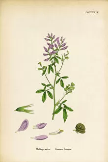Images Dated 8th June 2017: Common Lucerne, Medicago sativa, Victorian Botanical Illustration, 1863