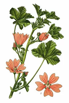 Medicinal and Herbal Plant Illustrations Collection: common mallow, cheeses, high mallow, tall mallow