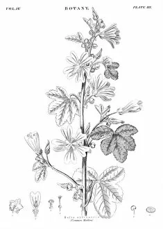 Images Dated 24th April 2017: Common Mallow engraving 1878
