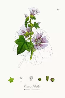 Images Dated 10th October 2017: Common Mallow, Malva sylvestria, Victorian Botanical Illustration, 1863