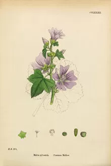 Images Dated 11th March 2017: Common Mallow, Malva sylvestria, Victorian Botanical Illustration, 1863