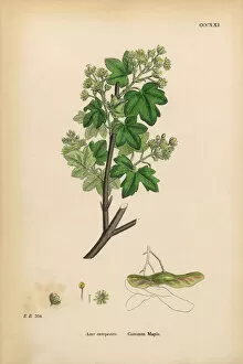 Images Dated 16th March 2017: Common Maple, Acer campestre, Victorian Botanical Illustration, 1863