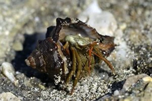 Crustacea Collection: Common Marine Hermit Crab -Pagurus bernhardus- coming out of shell, coast near Aleria, Corsica