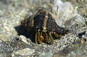 Common Marine Hermit Crab -Pagurus bernhardus-, on the coast near Aleria, Corsica, France, Europe