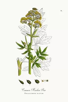 Images Dated 22nd September 2017: Common Meadow Rue, Thalictrum flavum, Victorian Botanical Illustration, 1863