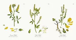 Images Dated 11th December 2017: Common Melilot, Melilotus Officinalis, Victorian Botanical Illustration, 1863