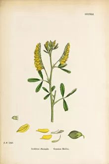 Images Dated 9th June 2017: Common Melilot, Melilotus Officinalis, Victorian Botanical Illustration, 1863
