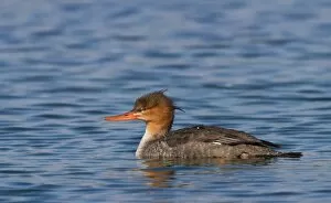Images Dated 30th October 2011: Common Merganser