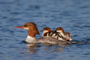 Swimming Gallery: Common Merganser duck