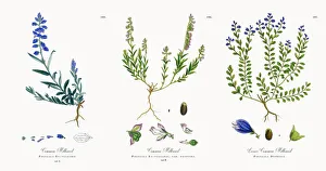 Images Dated 21st November 2017: Common Milkwort, Polygala Eu-vulgaris, Victorian Botanical Illustration, 1863