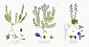 Images Dated 21st November 2017: Common Milkwort, Polygala Eu-vulgaris, Victorian Botanical Illustration, 1863