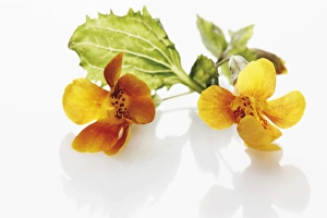 Blurred Gallery: Common monkey-flower (Mimulus guttatus)