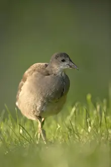 Out Of Focus Prints: Common Moorhen or Common Gallinule (Gallinula chloropus)